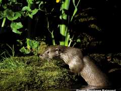 фотография de La loutre, l'écosystème rivière et le patrimoine du Parc Naturel Régional de Millevaches