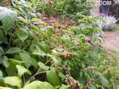 foto di Ce joli coin de france  à St Robert , village classé , pour 7 personnes .